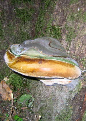 champignon pathogène